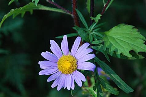 小雛菊寓意|雛菊花語是什麼？各顏色雛菊花語：天真、純潔、和平 